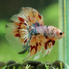 Galaxy/Candy Koi Halfmoon - 14 weeks old