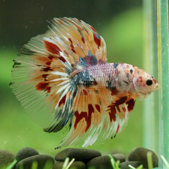 Galaxy/Candy Koi Halfmoon - 14 weeks old