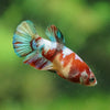 Multicolor/ Galaxy Koi Plakat- Female- 13 Weeks Old