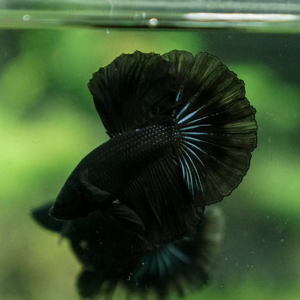 Black Halfmoon - 10 weeks old