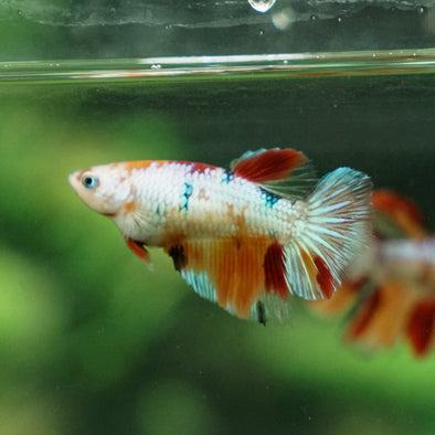Multicolor/ Galaxy Koi Halfmoon- Female- 13 Weeks Old
