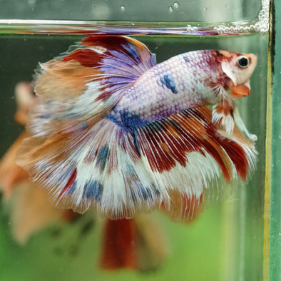 Galaxy/Candy Koi Halfmoon - 14 weeks old