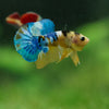 Multicolor/Galaxy Koi Plakat -16 weeks Old