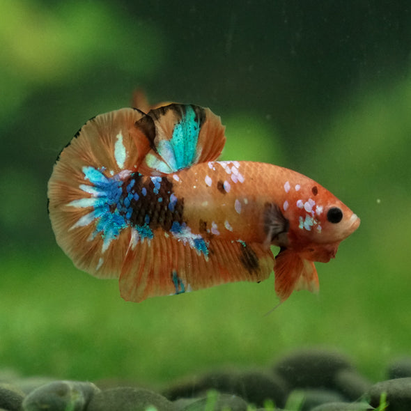 Multicolor/Galaxy Koi Plakat -13 weeks Old