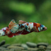 Multicolor/ Galaxy Koi Plakat- Female- 13 Weeks Old