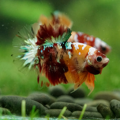 Multicolor/Galaxy Koi Plakat -16 weeks Old
