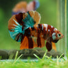 Multicolor/Galaxy Koi Plakat -16 weeks Old