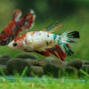 Multicolor/ Galaxy Koi Halfmoon- Female- 13 Weeks Old