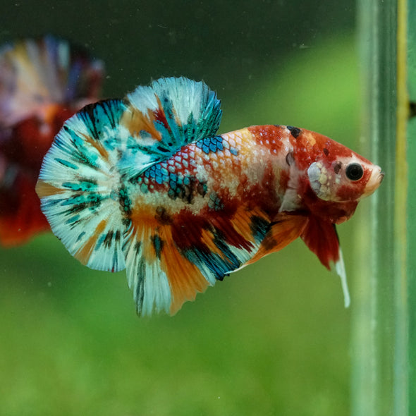 Multicolor/Galaxy Koi Plakat -16 weeks Old