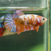 Multicolor/ Galaxy Koi Plakat- Female- 13 Weeks Old