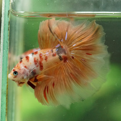 Galaxy/Candy Koi Halfmoon - 14 weeks old