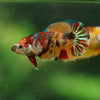 Multicolor/ Galaxy Koi Plakat- Female- 13 Weeks Old