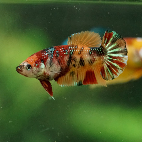 Multicolor/ Galaxy Koi Plakat- Female- 13 Weeks Old