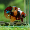 Multicolor/Galaxy Koi Plakat -16 weeks Old