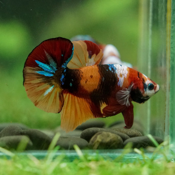 Multicolor/Galaxy Koi Plakat -16 weeks Old