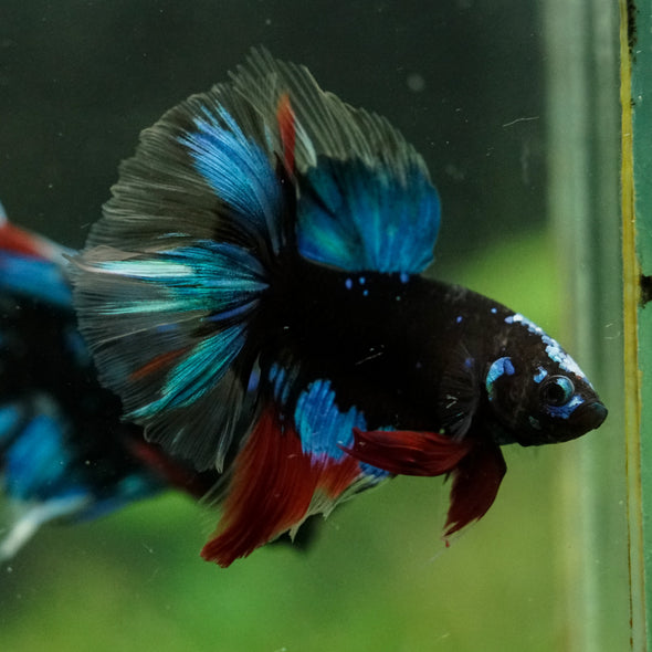 Black Base Galaxy Koi Halfmoon (Avatar) - 14 weeks old