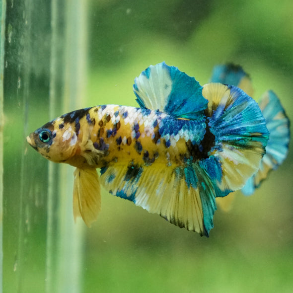 Multicolor/Galaxy Koi Plakat -13 weeks Old