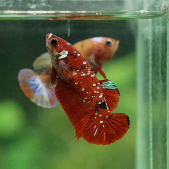 Multicolor/ Galaxy Koi Plakat- Female- 13 Weeks Old