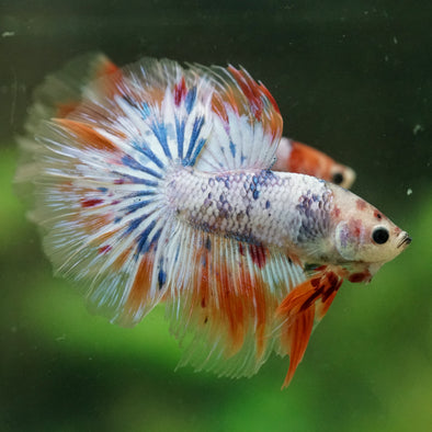Galaxy/Candy Koi Halfmoon - 14 weeks old