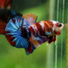 Multicolor/Galaxy Koi Plakat -16 weeks Old
