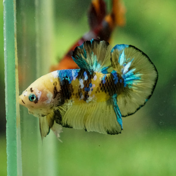 Multicolor/Galaxy Koi Plakat -13 weeks Old