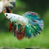 Galaxy/Candy Koi Halfmoon - 14 weeks old