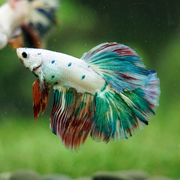 Galaxy/Candy Koi Halfmoon - 14 weeks old
