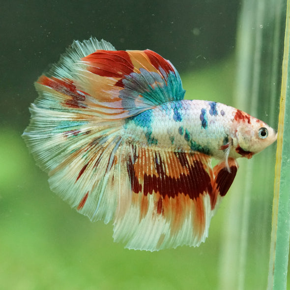 Galaxy/Candy Koi Halfmoon - 14 weeks old