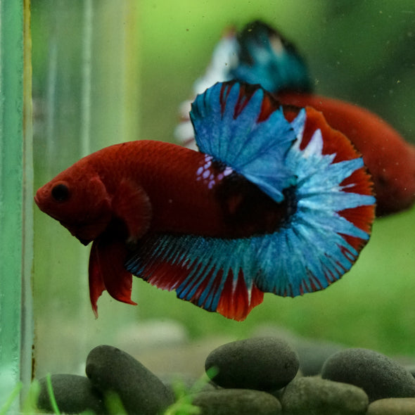 Red Fancy (Hell Boy) Plakat -13 weeks Old