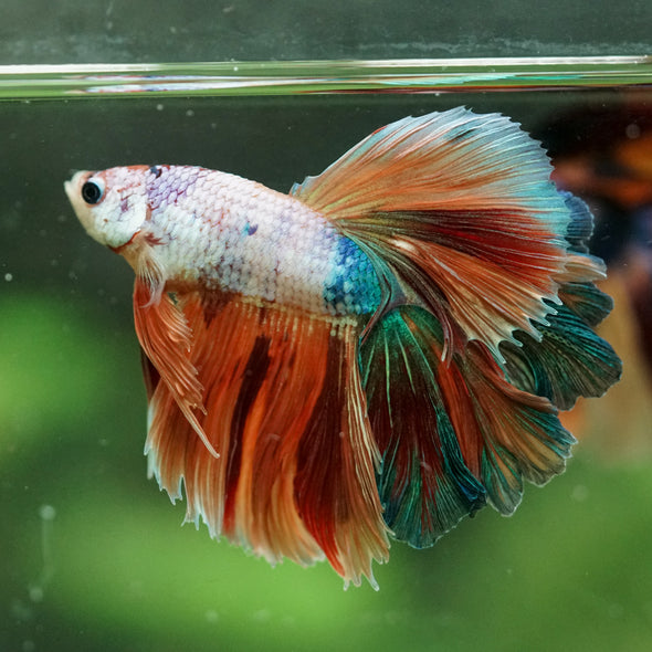 Galaxy/Candy Koi Halfmoon - 14 weeks old