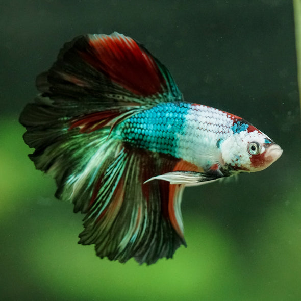 Galaxy/Candy Koi Halfmoon - 10 weeks old