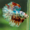Galaxy/Candy Koi Halfmoon - 14 weeks old