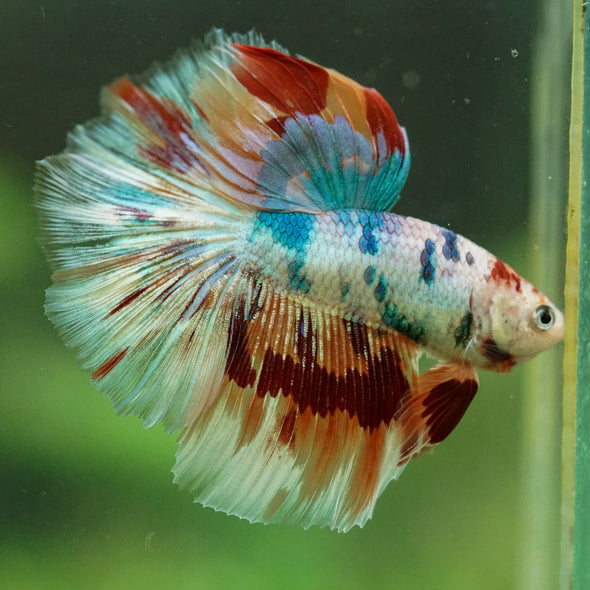 Galaxy/Candy Koi Halfmoon - 14 weeks old