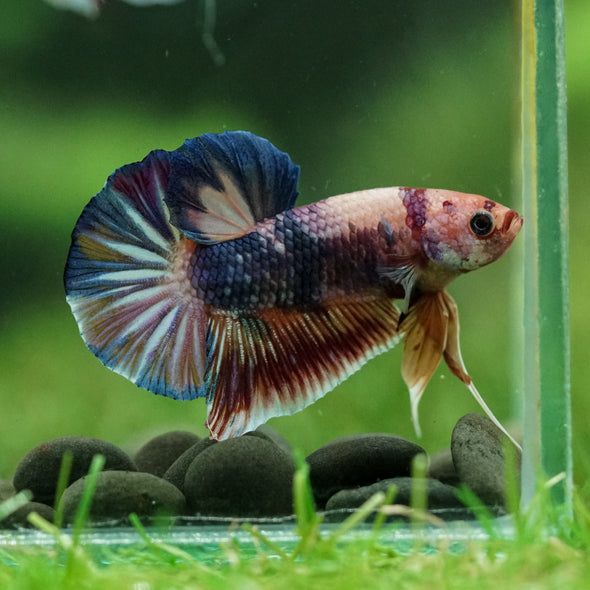 Multicolor/Galaxy Koi Plakat -14 weeks Old