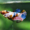 Multicolor/ Galaxy Koi Plakat- Female- 13 Weeks Old