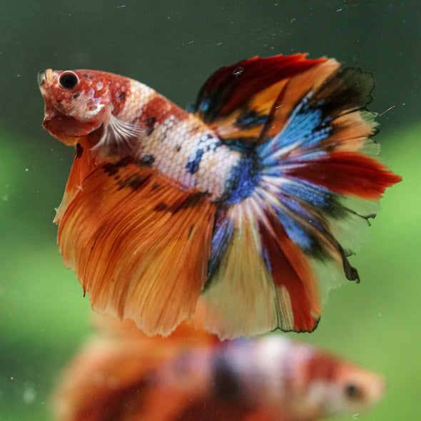 Galaxy/Candy Koi Halfmoon - 14 weeks old