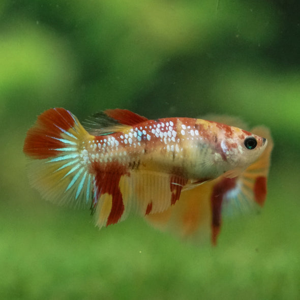 Multicolor/ Galaxy Koi Halfmoon - Female- 13 Weeks Old