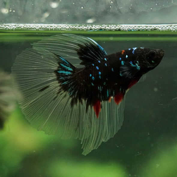 Black Base Galaxy Koi Halfmoon (Avatar) - 14 weeks old