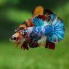 Multicolor/Galaxy Koi Plakat -13 weeks Old