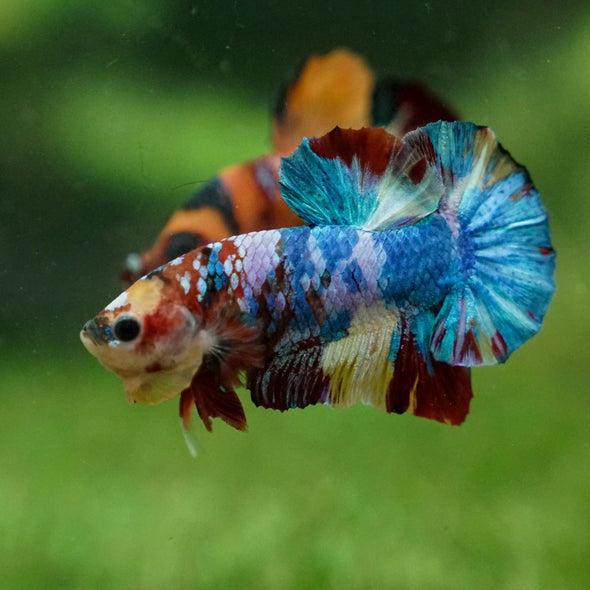 Multicolor/Galaxy Koi Plakat -13 weeks Old