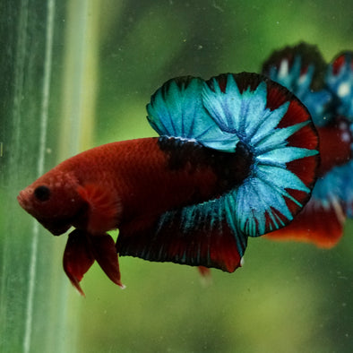 Red Fancy (Hell Boy) Plakat -13 weeks Old