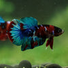 Multicolor/Galaxy Koi Plakat -16 weeks Old