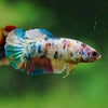 Multicolor/ Galaxy Koi Plakat- Female- 13 Weeks Old