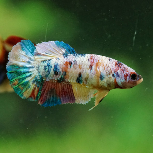 Multicolor/ Galaxy Koi Plakat- Female- 13 Weeks Old