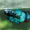 Multicolor/Galaxy Koi Plakat -13 weeks Old