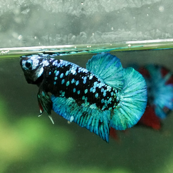 Multicolor/Galaxy Koi Plakat -13 weeks Old