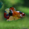 Multicolor/Galaxy Koi Plakat -11 weeks Old