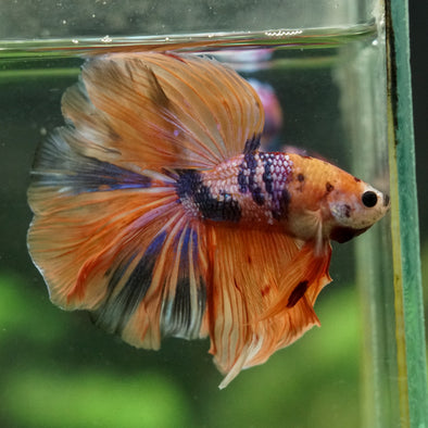 Galaxy/Candy Koi Halfmoon - 14 weeks old