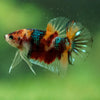 Multicolor/Galaxy Koi Plakat -16 weeks Old
