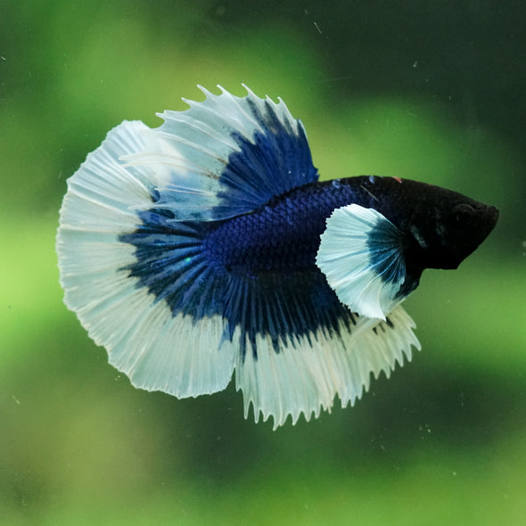 Dumbo Halfmoon - 12 weeks old